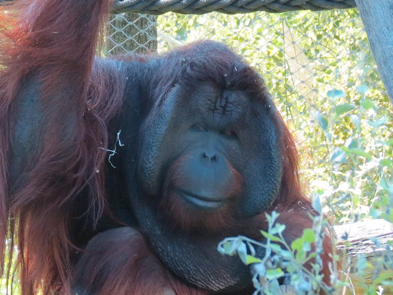 Orangután de Bormeo